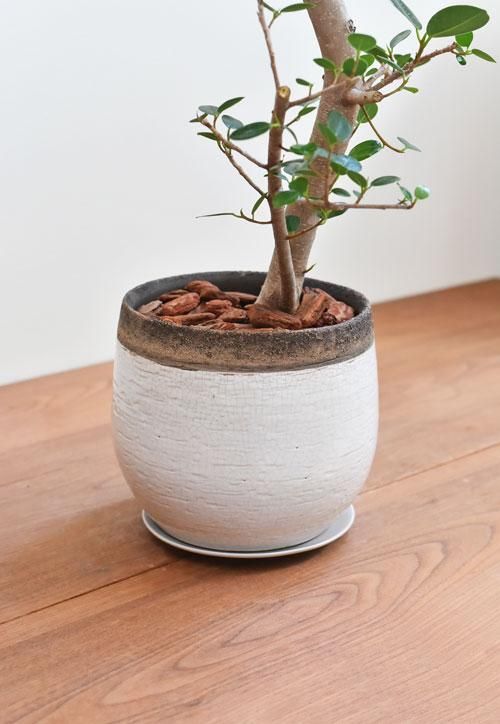 パンダガジュマル 10201 販売・通販［詳細ページ］ *tree tree*