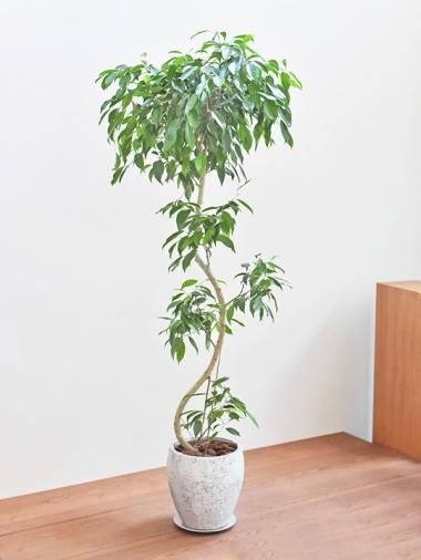 その他のフィカス - tree tree ~おしゃれな観葉植物 通販 その他のフィカス - tree tree ~おしゃれな観葉植物 通販