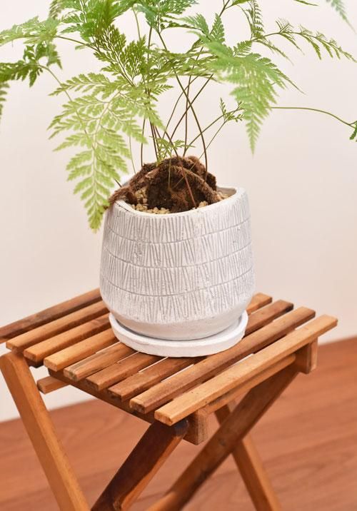 ダバリア ラビットフット 111 販売 通販 Tree Tree ダバリア ラビットフット 111 販売 通販 Tree Tree