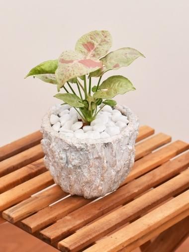 シンゴニューム Tree Tree おしゃれな観葉植物 通販 Interior Plants Shop シンゴニューム Tree Tree おしゃれな観葉植物 通販 Interior Plants Shop