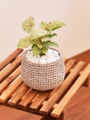 シンゴニューム Tree Tree おしゃれな観葉植物 通販 Interior Plants Shop シンゴニューム Tree Tree おしゃれな観葉植物 通販 Interior Plants Shop