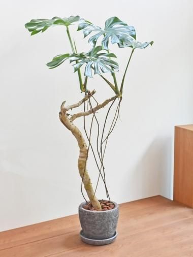 モンステラ Tree Tree おしゃれな観葉植物 通販 Interior Plants Shop