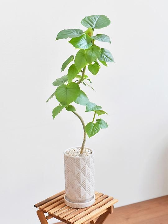 うんべらーた GREEN COFFRET ウンベラータ155cm 人工観葉植物 フェイク