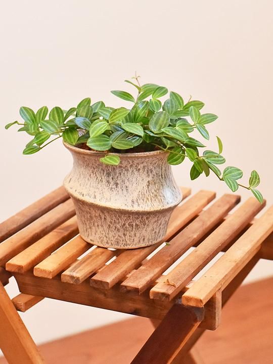 ペペロミア アングラータ セラミス植え 販売 通販 詳細ページ Tree Tree ペペロミア アングラータ セラミス植え 販売 通販 詳細ページ Tree Tree