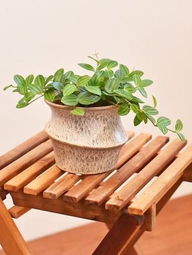ペペロミア Tree Tree おしゃれな観葉植物 通販 Interior Plants Shop ペペロミア Tree Tree おしゃれな観葉植物 通販 Interior Plants Shop