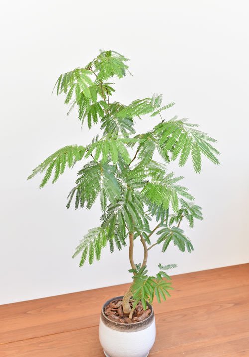 エバーフレッシュ 8号 S-shaped tree form 観葉植物 | www.ubseducation.in