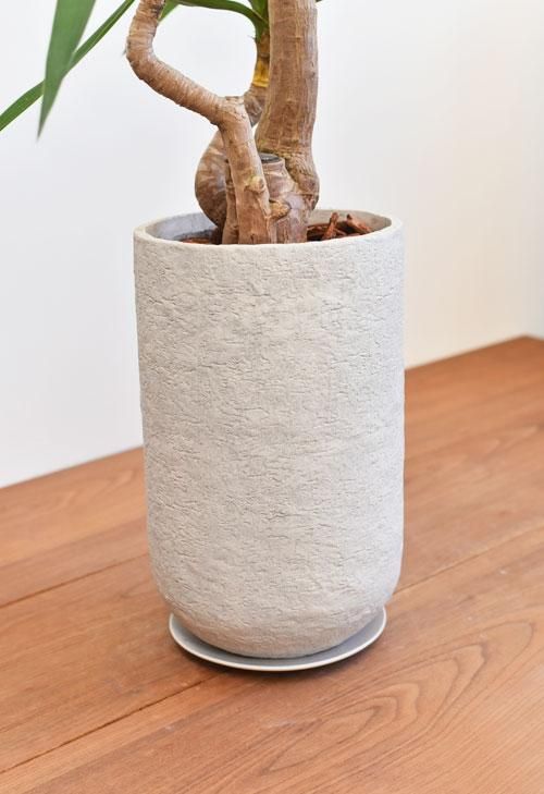 ユッカエレファンティペス-① ユッカ・エレファンティペス 02211 販売・通販［詳細ページ