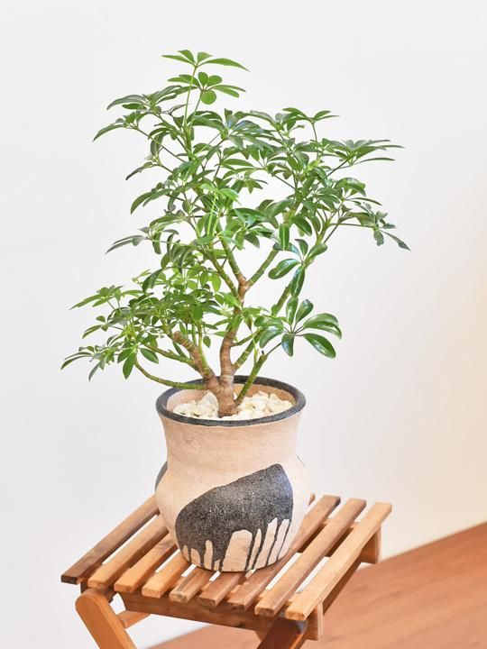 観葉植物 シェフレラ 185cm シェフレラ 022404 販売・通販 ［詳細ページ］ *tree tree*