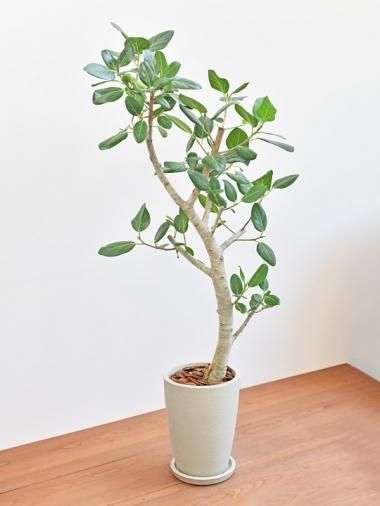 大きいサイズ Tree Tree おしゃれな観葉植物 通販 Interior Plants Shop 大きいサイズ Tree Tree おしゃれな観葉植物 通販 Interior Plants Shop