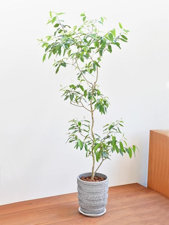 アマゾンオリーブ 販売 通販 Tree Tree