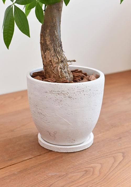 パキラ 042101 販売・通販 ［詳細ページ］ *tree tree*
