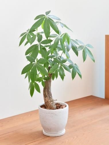 Tree Tree おしゃれな観葉植物 通販 Interior Plants Shop