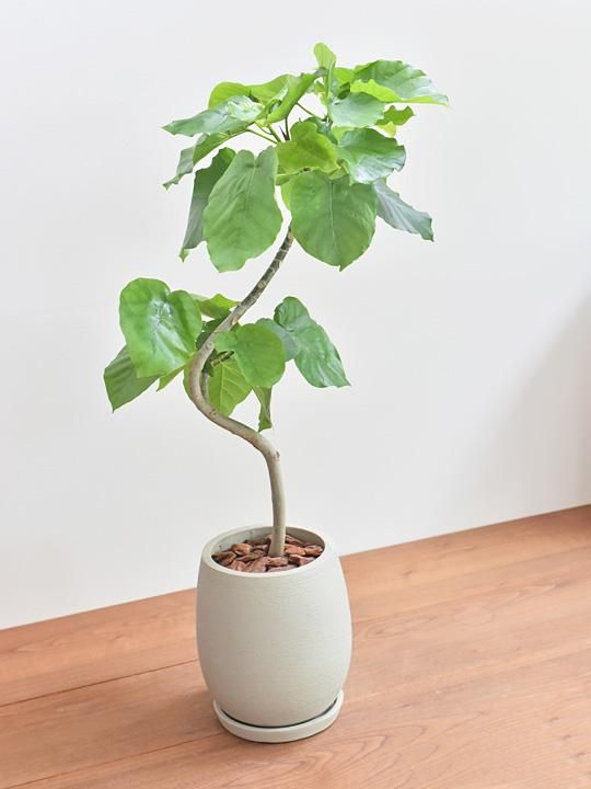 ウンベラータ 販売 通販 詳細ページ Tree Tree ウンベラータ 販売 通販 詳細ページ Tree Tree