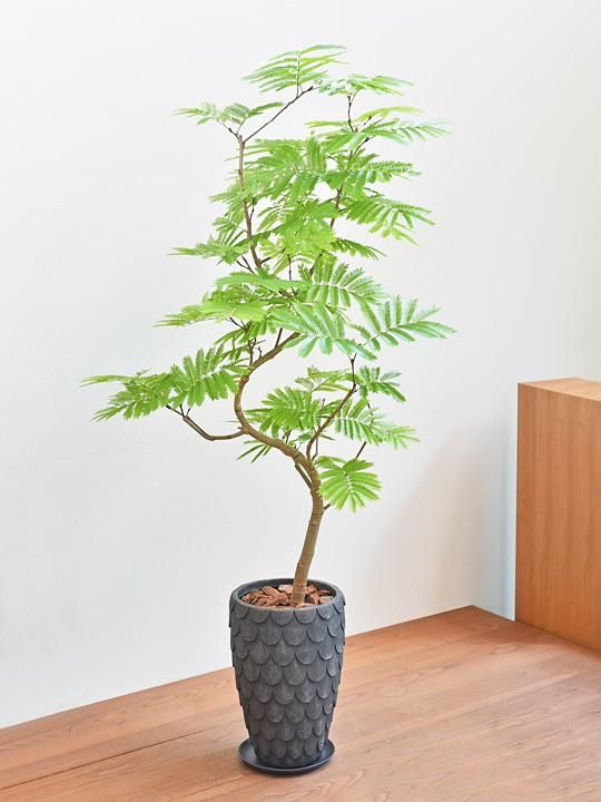 エバーフレッシュ 販売 通販 詳細ページ Tree Tree