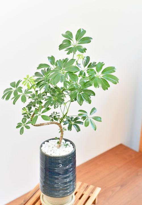 ☆ シェフレラ レナータ♪ 102cm♪ ☆ シェフレラ レナータ♪ 102cm♪ ☆ シェフレラ レナータ