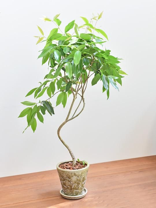 アマゾンオリーブ 販売 通販 Tree Tree