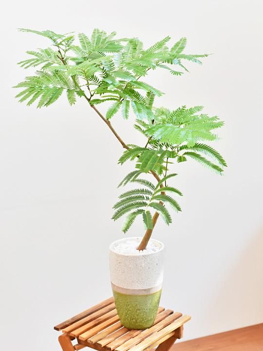 エバーフレッシュ 販売 通販 詳細ページ Tree Tree エバーフレッシュ 販売 通販 詳細ページ Tree Tree