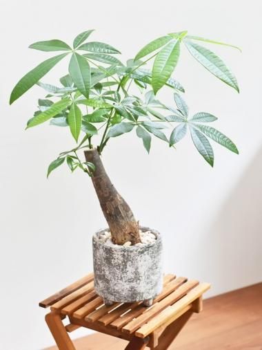 パキラ Tree Tree おしゃれな観葉植物 通販 Interior Plants Shop