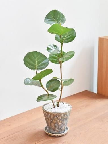 大きいサイズ Tree Tree おしゃれな観葉植物 通販 Interior Plants Shop 大きいサイズ Tree Tree おしゃれな観葉植物 通販 Interior Plants Shop