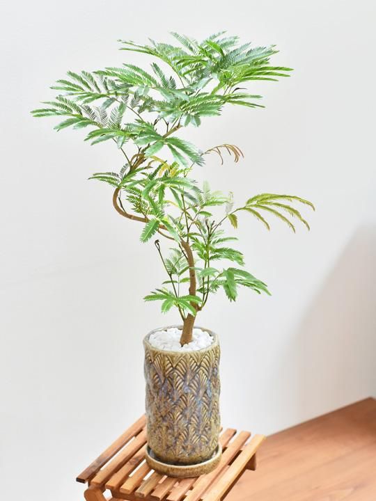 エバーフレッシュ 販売 通販 詳細ページ Tree Tree