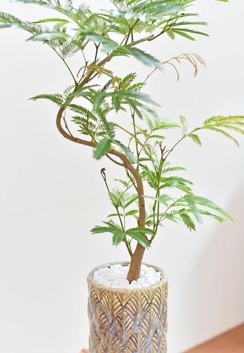 エバーフレッシュ 販売 通販 詳細ページ Tree Tree