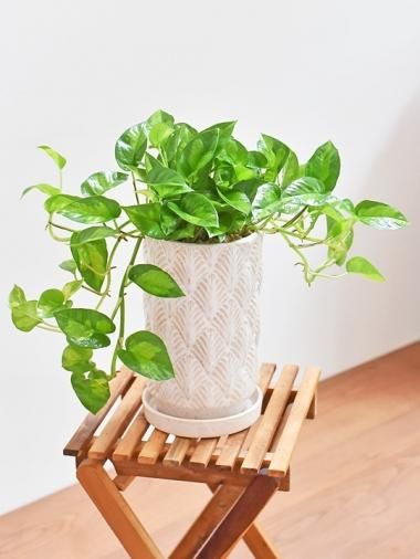 ポトス Tree Tree おしゃれな観葉植物 通販 Interior Plants Shop ポトス Tree Tree おしゃれな観葉植物 通販 Interior Plants Shop