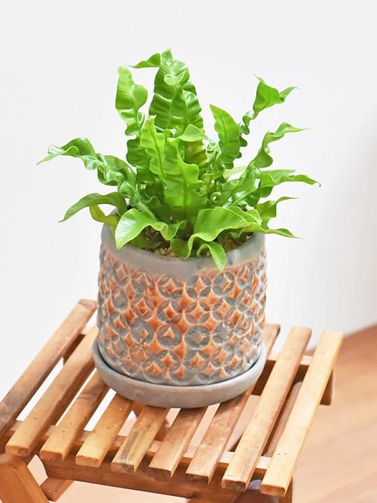 PLANCHU 観葉植物 アスプレニウム エメラルドウェーブ PVP