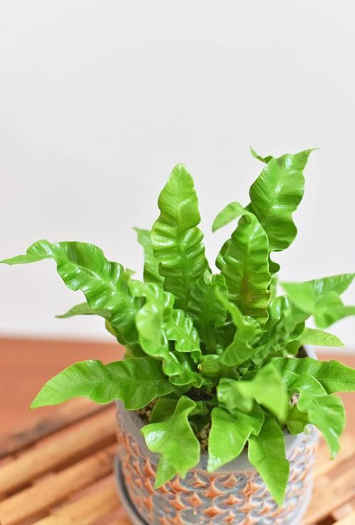 アスプレニウム エメラルドウェーブ 販売 通販 詳細ページ Tree Tree アスプレニウム エメラルドウェーブ 販売 通販 詳細ページ Tree Tree
