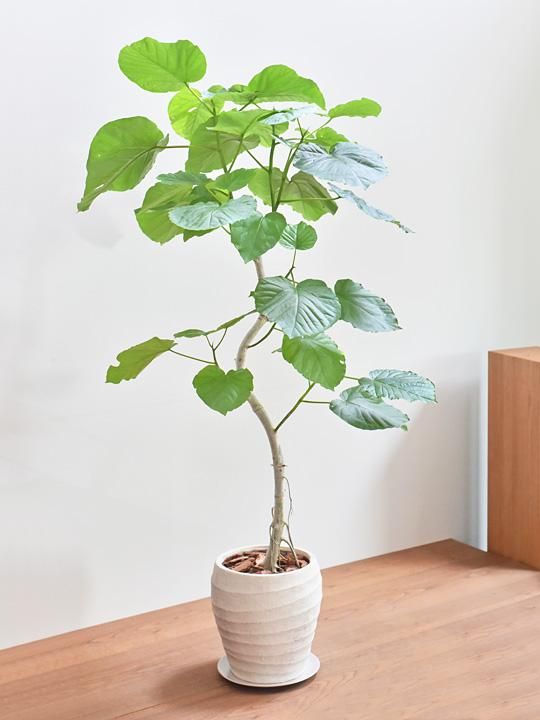 ウンベラータ 072101 販売・通販 ［詳細ページ］ *tree tree*