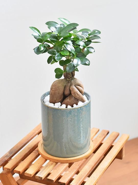 ガジュマル 販売 通販 詳細ページ Tree Tree