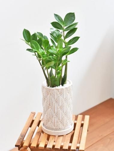 中くらいサイズ Tree Tree おしゃれな観葉植物 通販 Interior Plants Shop 中くらいサイズ Tree Tree おしゃれな観葉植物 通販 Interior Plants Shop