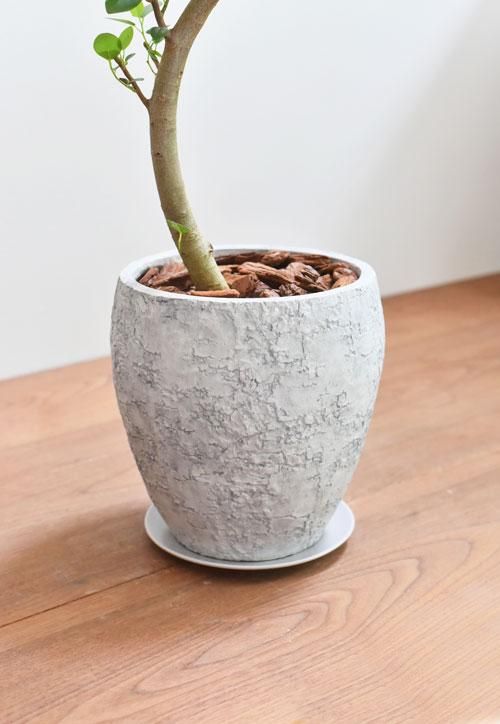 入園入学祝い 072103 フランスゴムの木 販売・通販 tree* *tree ［詳細ページ］ フィカス