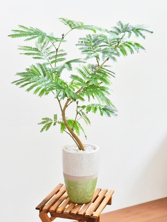 エバーフレッシュ 販売 通販 詳細ページ Tree Tree エバーフレッシュ 販売 通販 詳細ページ Tree Tree