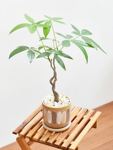 パキラ Tree Tree おしゃれな観葉植物 通販 Interior Plants Shop