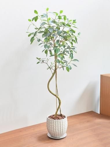 大きいサイズ Tree Tree おしゃれな観葉植物 通販 Interior Plants Shop