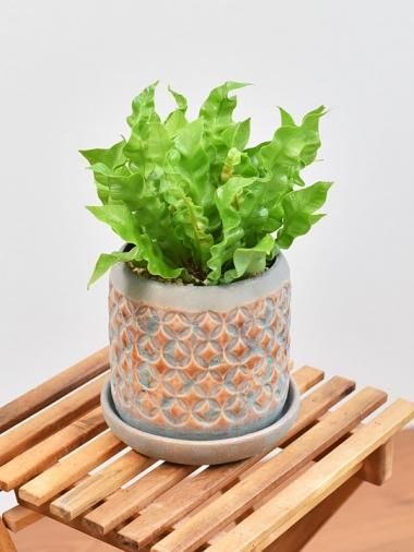 かわいいサイズ かわいい葉っぱの観葉植物 販売 通販 一覧ページ Tree Tree 鉢植え観葉植物 販売 通販 Interior Plants Shop かわいいサイズ かわいい葉っぱの観葉植物 販売 通販 一覧ページ Tree Tree 鉢植え観葉植物 販売 通販 Interior Plants Shop