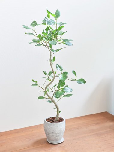 大きいサイズ Tree Tree おしゃれな観葉植物 通販 Interior Plants Shop 大きいサイズ Tree Tree おしゃれな観葉植物 通販 Interior Plants Shop