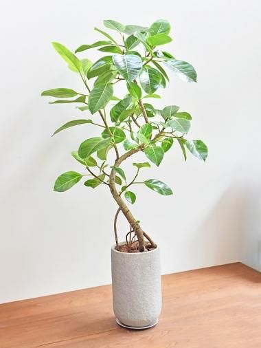 フィカス アルテシーマ Tree Tree おしゃれな観葉植物 通販 Interior Plants Shop