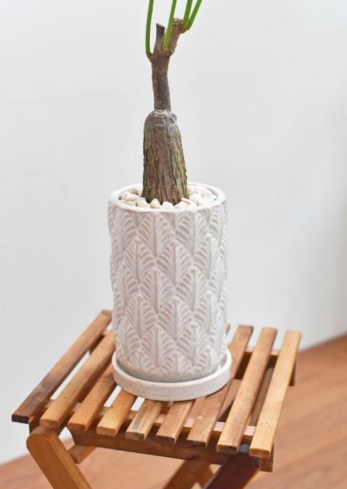 パキラ 082102 販売・通販 ［詳細ページ］ *tree tree*