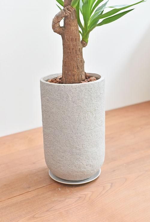yucca105.jpg