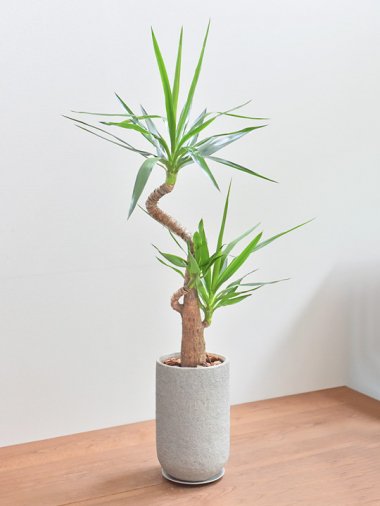 ユッカ - tree tree ～おしゃれな観葉植物 通販/interior plants shop～