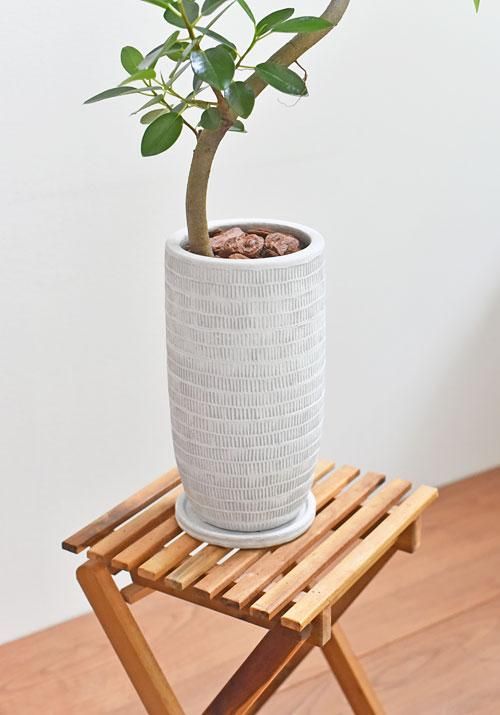 フランスゴムの木 052202 販売・通販 ［詳細ページ］ *tree tree*