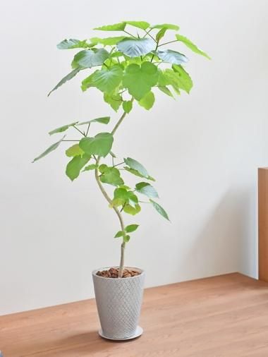 大きいサイズ Tree Tree おしゃれな観葉植物 通販 Interior Plants Shop 大きいサイズ Tree Tree おしゃれな観葉植物 通販 Interior Plants Shop