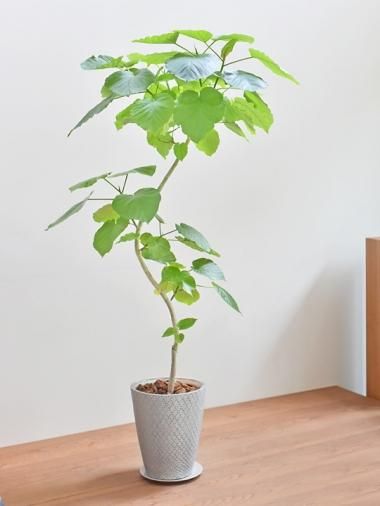 大きいサイズ Tree Tree おしゃれな観葉植物 通販 Interior Plants Shop