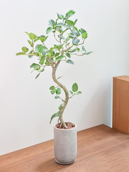 フィカスベンガレンシス 10号 S-shaped tree form 植物/観葉植物 インテリア小物 インテリア・住まい・小物 憧れの