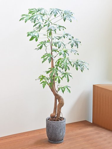 ブラキキトン 092101 販売・通販 ［詳細ページ］ *tree tree*