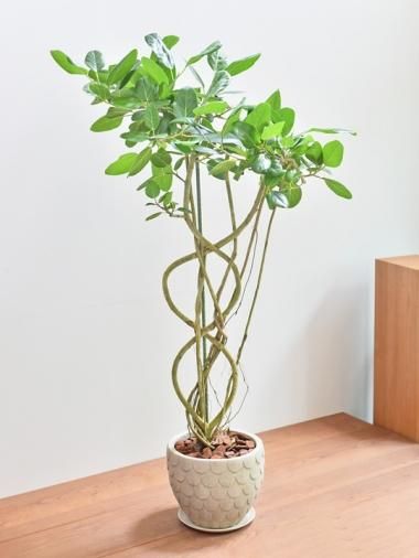 大きいサイズ Tree Tree おしゃれな観葉植物 通販 Interior Plants Shop