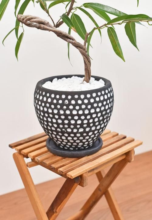 ショウナンゴムの木 102101 販売・通販 ［詳細ページ］ *tree tree*