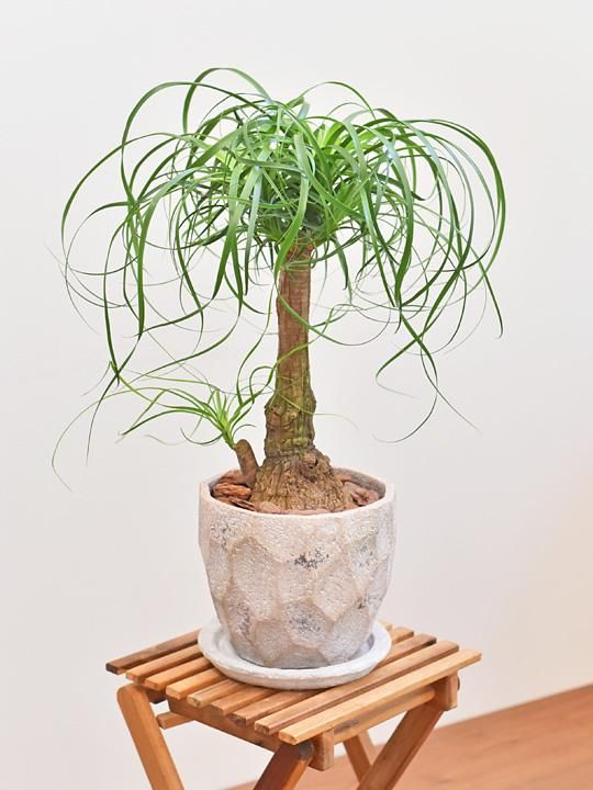ノリナ・ポニーテール 102101 販売・通販 ［詳細ページ］ *tree
