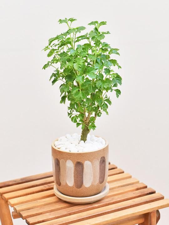 ポリシャス・バタフライ 102101 販売・通販［詳細ページ］ *tree